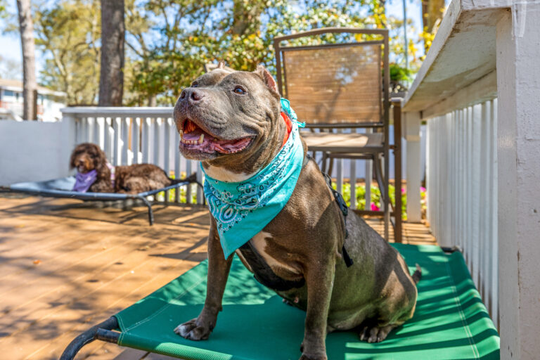 Pet-Friendly Home Features That Boost Value
