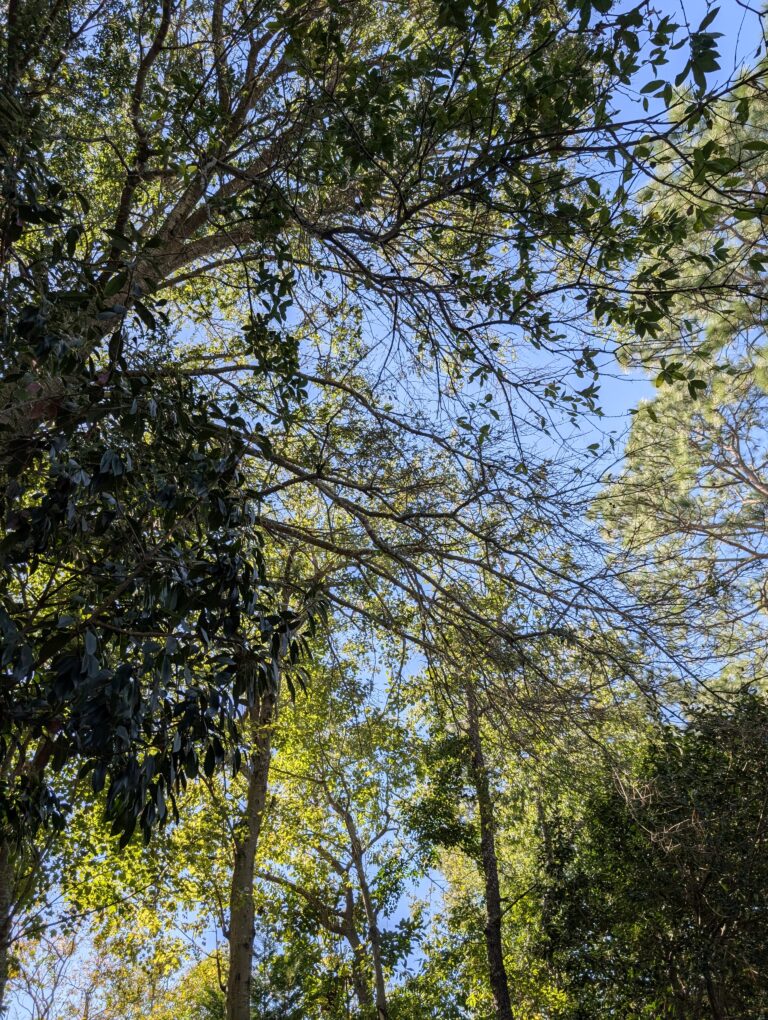 Afternoon Work In The Yard